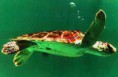 /album/fotogaleria/animales-acuaticos-3-jpg/